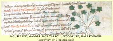 houseleek etc